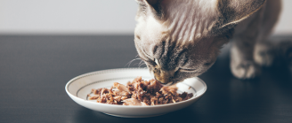 nourriture chat